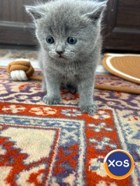 Vând pisoi British - 4