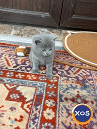 Vând pisoi British - 5