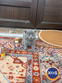 Vând pisoi British - 6