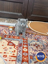 Vând pisoi British - 7