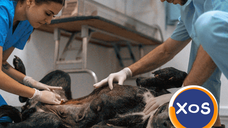 Cabinet veterinar Bascov. Sună Acum pentru Programare