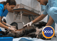 Cabinet veterinar Bascov. Sună Acum pentru Programare - 1