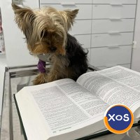 SanitaVet, cabinet veterinar sector 6 Bucuresti - 5