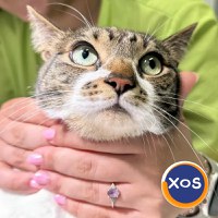 SanitaVet, cabinet veterinar sector 6 Bucuresti - 3