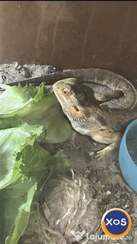 Vand agama cu barba - animal de companie, adulta, terariu si accesorii - 1