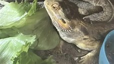 Vand agama cu barba - animal de companie, adulta, terariu si accesorii