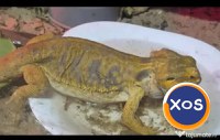 Vand agama cu barba - animal de companie, adulta, terariu si accesorii - 2