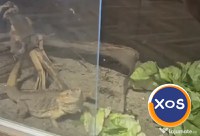Vand agama cu barba - animal de companie, adulta, terariu si accesorii - 3