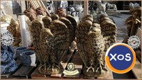 Statuetă vultur, acvilă, șoim, uliu, auriu patinat, model S13. - 2
