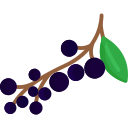 Aronia