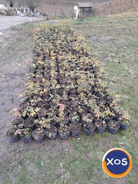 Butași de trandafiri pentru dulceață - 6