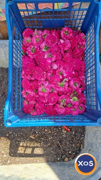 Petale trandafiri dulceață - 5