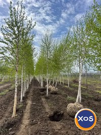 Mesteacan betula coaja alba/3-5m - 3