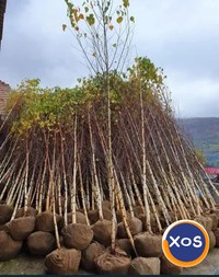 Mesteacan betula coaja alba/3-5m - 2