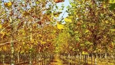 Mesteacan betula coaja alba/3-5m