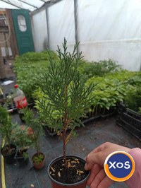 Plante ornamentale - 13