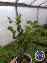 Plante ornamentale - 9