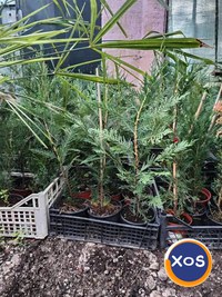 Plante ornamentale - 12