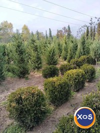 Plante ornamentale - 7