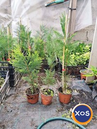 Plante ornamentale - 10