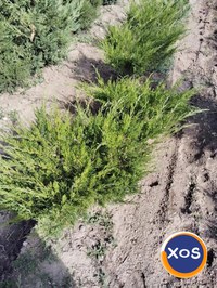 Plante ornamentale - 11