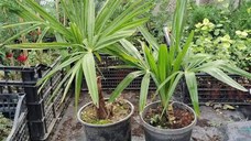 Plante ornamentale