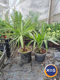 Plante ornamentale - 1