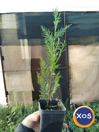 Plante ornamentale - 4