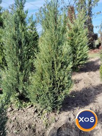 Plante ornamentale - 2