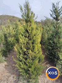 Plante ornamentale - 12