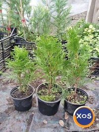 Plante ornamentale - 9