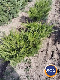 Plante ornamentale - 10