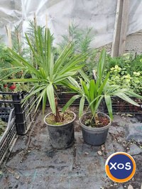 Plante ornamentale - 1