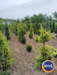 Plante ornamentale - 4