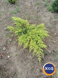 Plante ornamentale - 5