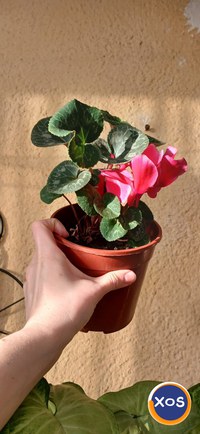 Plante verzi speciale - 6
