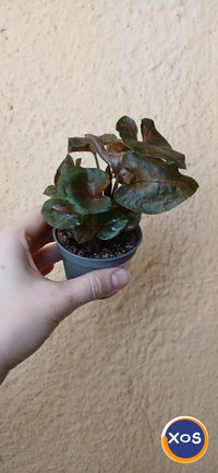 Plante verzi speciale - 10