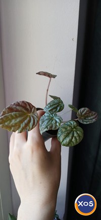 Plante verzi speciale - 5