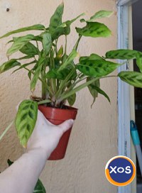 Plante verzi speciale - 9