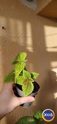 Plante verzi speciale - 1