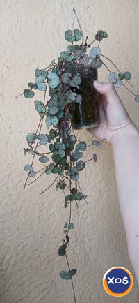 Plante verzi speciale - 8