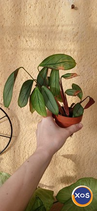 Plante verzi speciale - 2