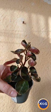 Plante verzi speciale - 3