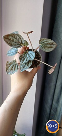 Plante verzi speciale - 4