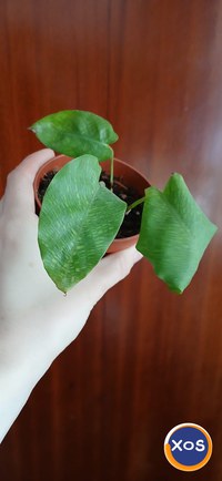 Plante verzi speciale - 7