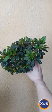 Plante verzi speciale - 12