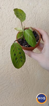 Plante verzi speciale - 11