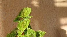 Plante verzi speciale