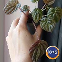 Plante verzi speciale - 5