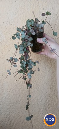 Plante verzi speciale - 8